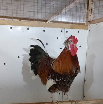 Largest Chicken Breeds - the Imperfectly Happy home